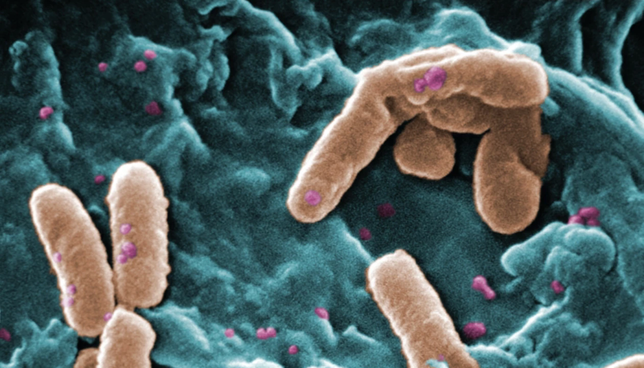 Simple Molecules Block Bacterial Biofilms