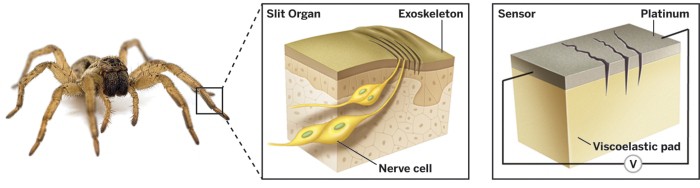 Fig. S1 Schematic of the spiders' sensing minute vibrations with