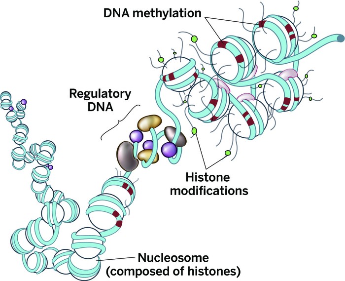 Genome-changes-mapped-humans