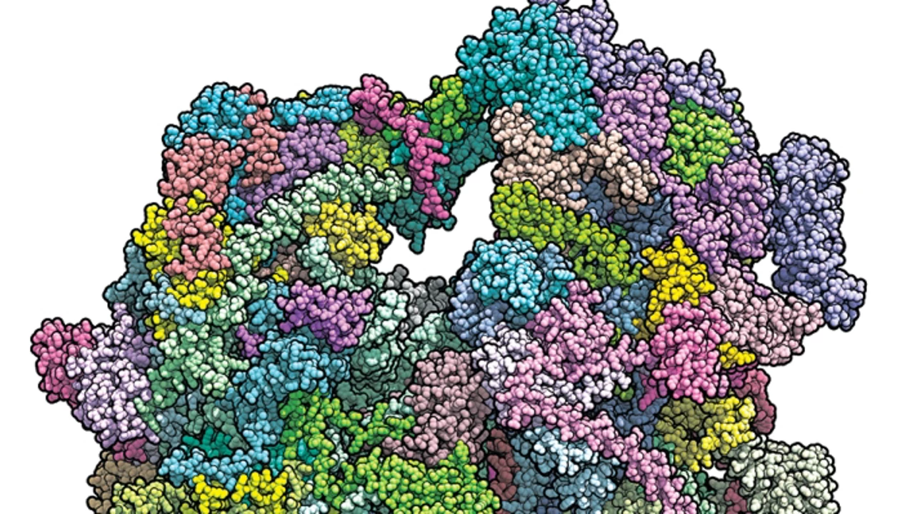 First Pictures Of The Mitoribosome Taken