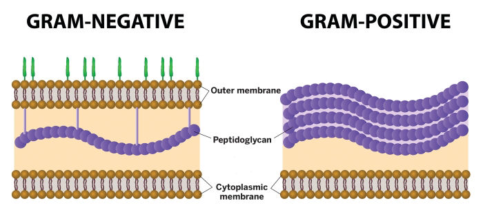 gram positive bacilli