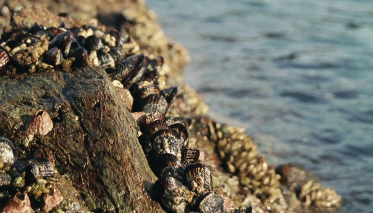 One Mystery Of How Mussels Stick To Rocks, Boats Solved
