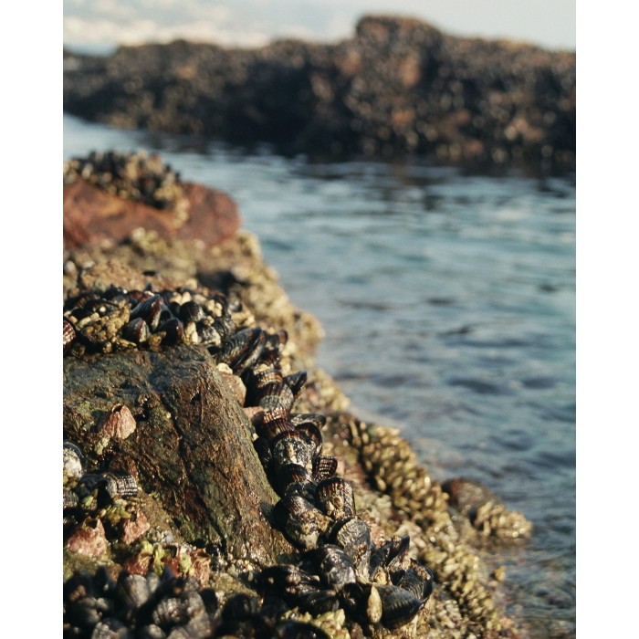 One-Mystery-Mussels-Stick-Rocks
