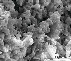 Scanning electron micrograph of bacteria inside the mealworm gut.