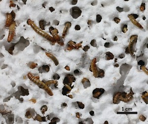 Photo of mealworms eating holes in polystyrene foam.