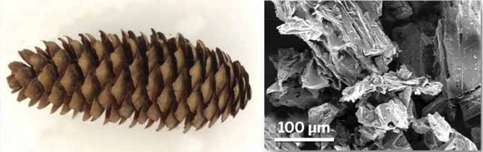 Spruce-Cone-Material-Scrub-CO2