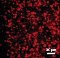 Serving the chemical, life science, and laboratory worlds