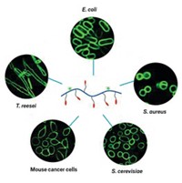 Serving the chemical, life science, and laboratory worlds