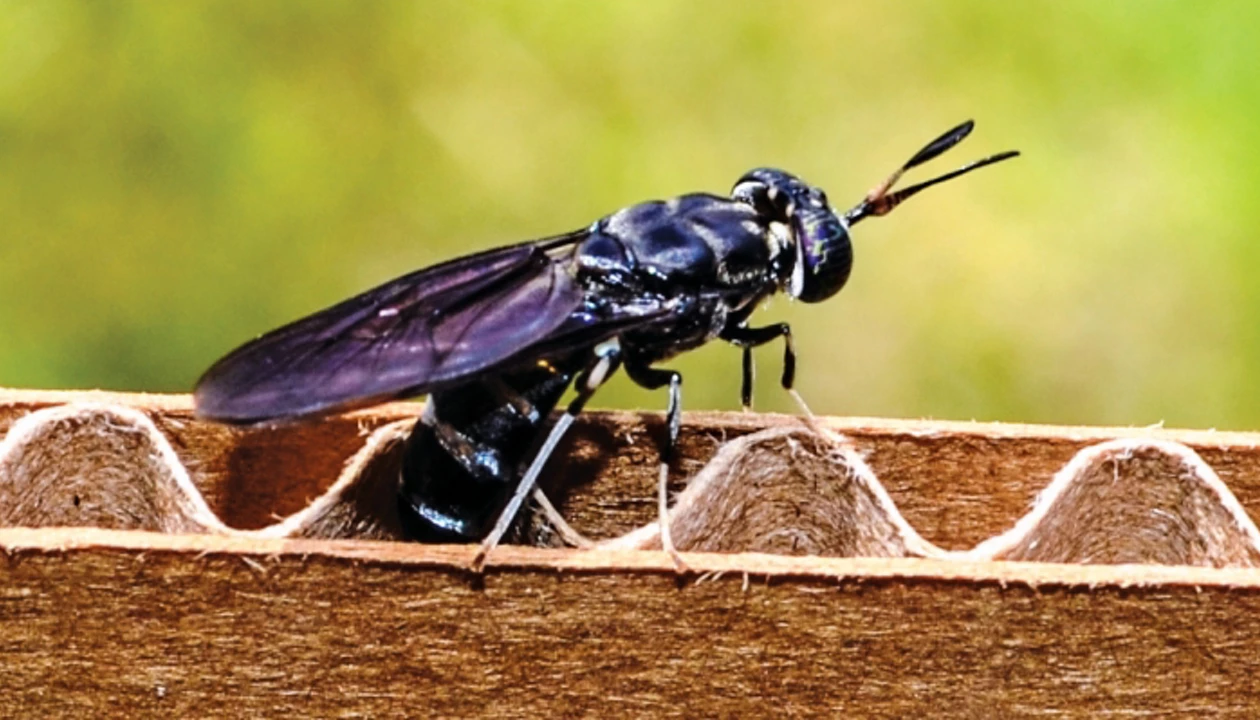 Fly farming pioneer AgriProtein attracts investors