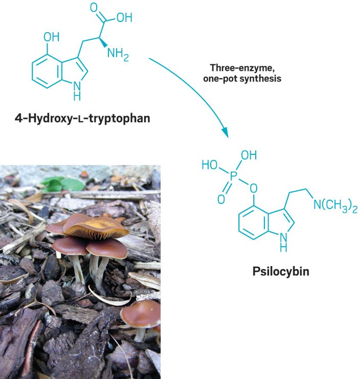 A reaction scheme shows enzymatic conversion of 4-hydroxy-<small>L</small>-tryptophan to psilocybin, a reaction carried out by Psilocybe mushrooms shown in a photograph.