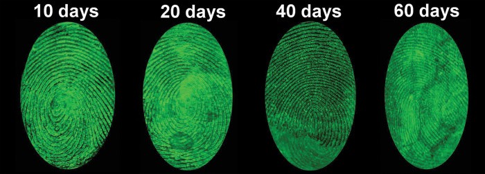 A series of photographs of fingerprints, at 10, 20, 40 and 60 days after being deposited. They all show clear resolution.