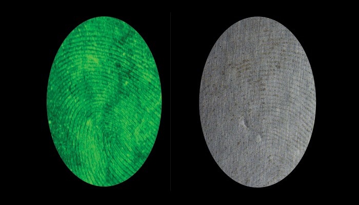 Photograph of glowing green fingerprint developed with new nanoparticles next to photograph of gray fingerprint developed with conventional black powder. The gray image is blurrier.