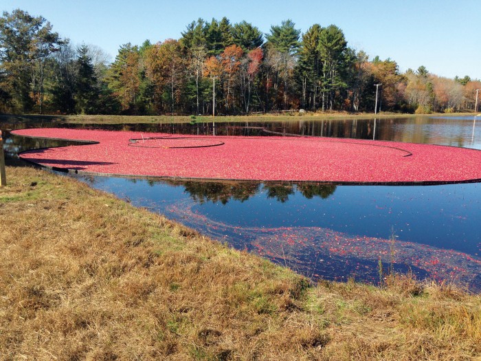 prevent-fertilizer-escaping-cranberry-bogs