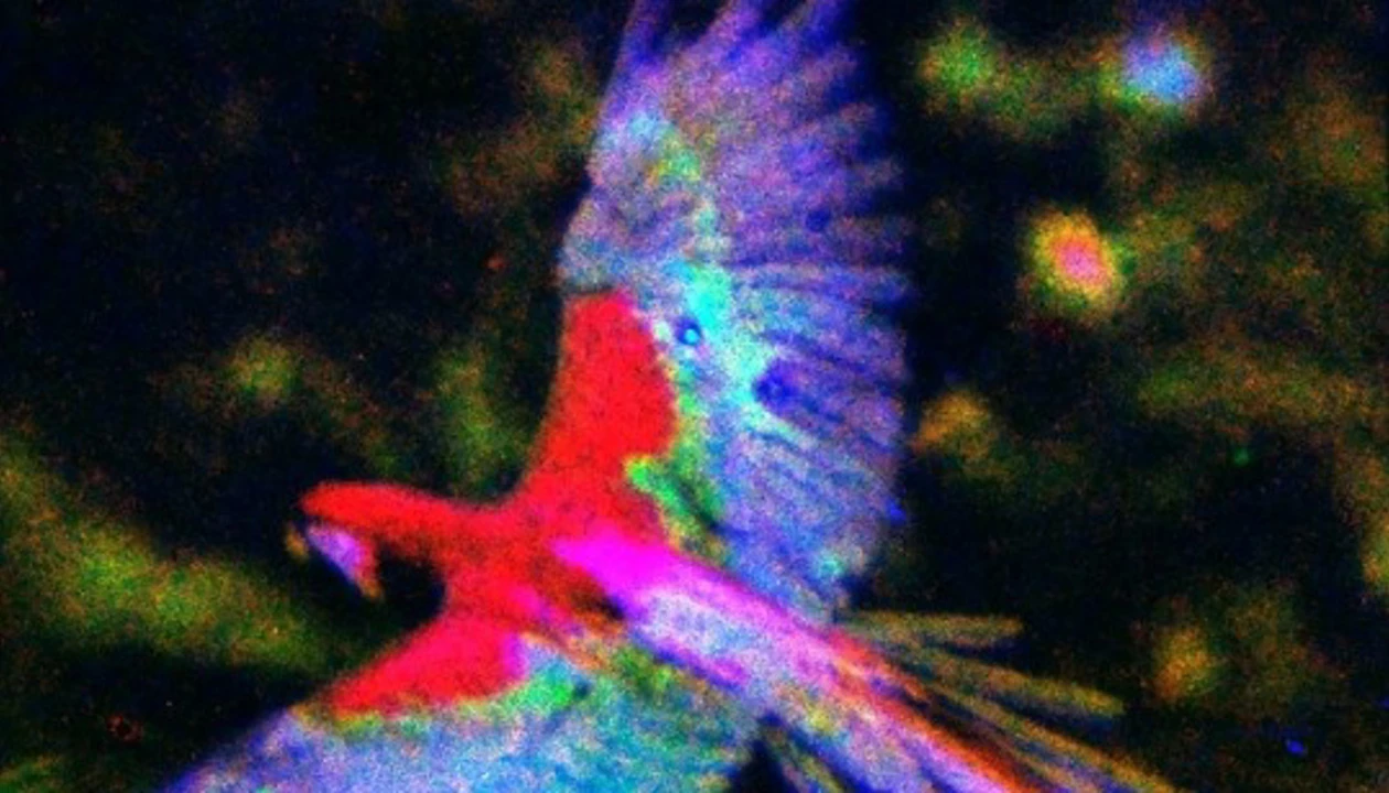 Chemistry in Pictures: Inorganic parrot