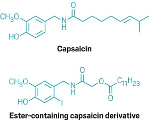 This chili pepper compound will self-destruct