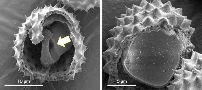 Electron Microscope Images Pollen