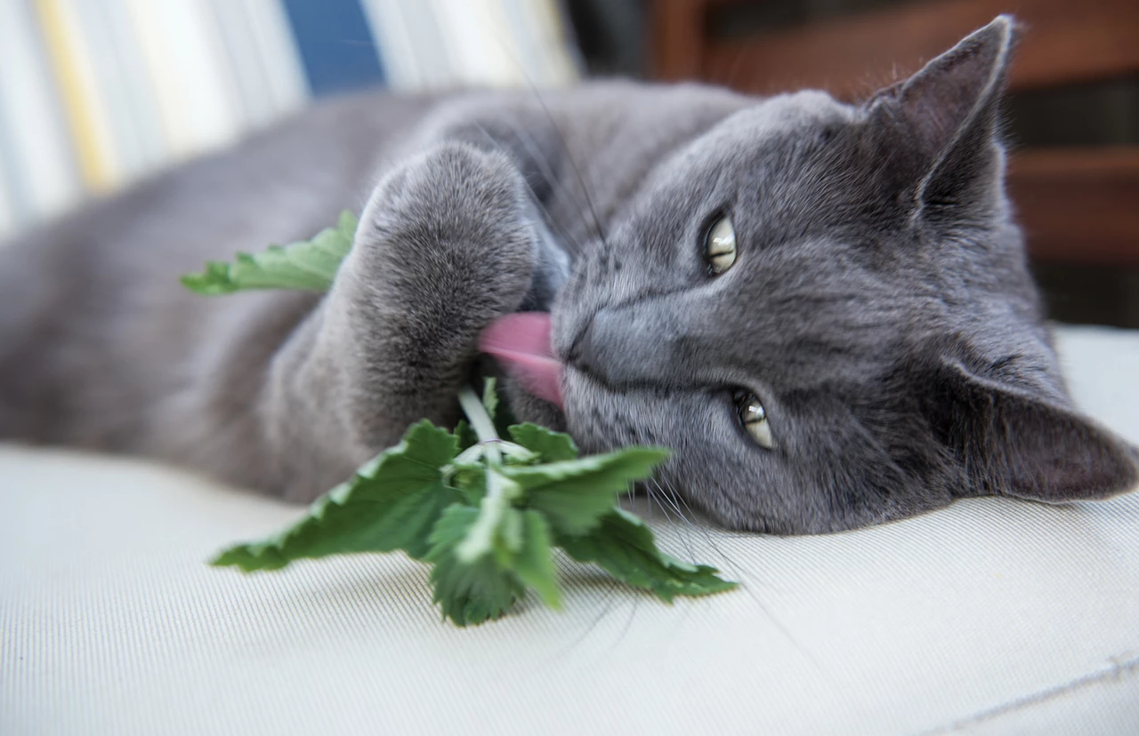 Why Do Cats Need Catnip: Surprising Benefits Explained