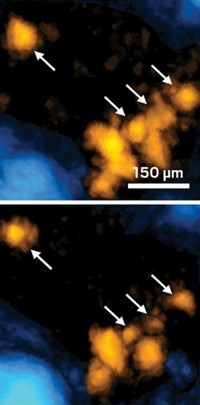 Serving the chemical, life science, and laboratory worlds