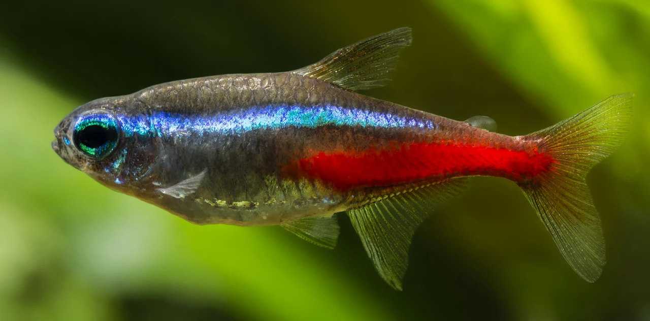 Tetra Color Variations Explained: Ultimate Guide to Stunning Hues