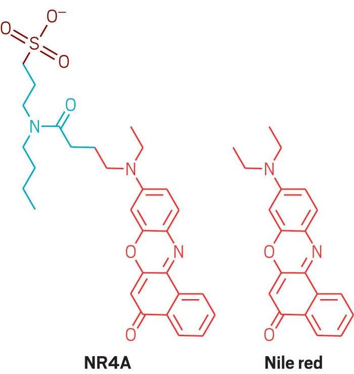 Probe reveals nanometer-scale chemical environment of cell membranes