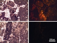 Serving the chemical, life science, and laboratory worlds