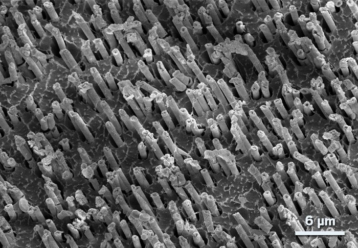 Scanning electron micrograph of a vertical array of platinum nanostraws with a 6 micrometer scale bar.