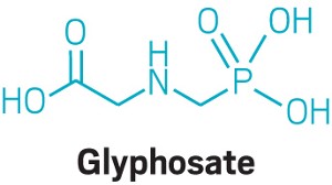 EPA statement on glyphosate: no findings of cancer caused by Roundup