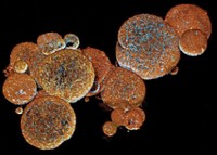 Serving the chemical, life science, and laboratory worlds