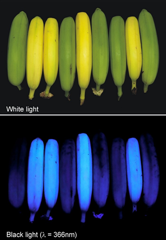 Chemistry in Pictures: Blue bananas
