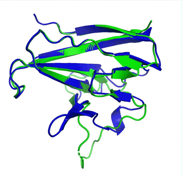 DeepMind AI predicts protein structures