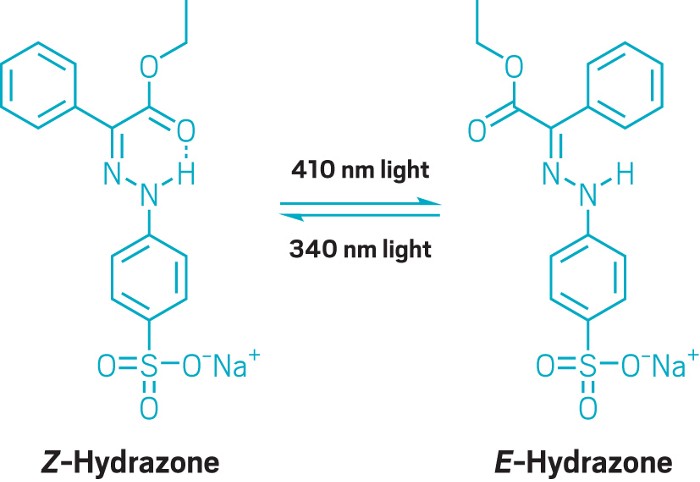 The E and Z isomers of a hydrazone template.