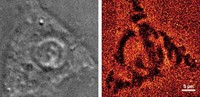 Serving the chemical, life science, and laboratory worlds