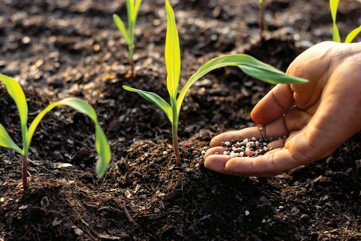 Engineered bacteria could boost corn yields