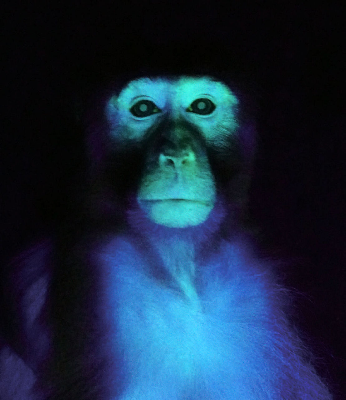 Scientists Created a Glowing Green Monkey