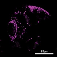 Serving the chemical, life science, and laboratory worlds