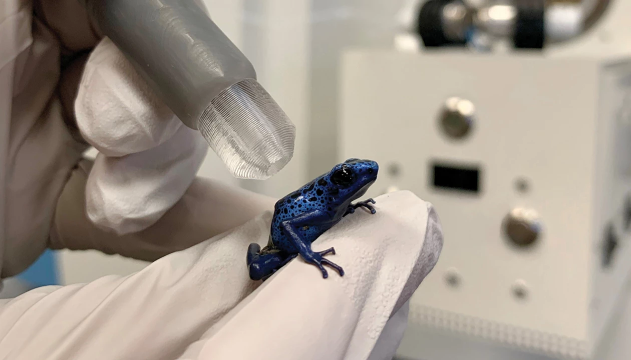 Detecting the poisons on frogs nondestructively