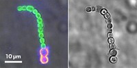 Serving the chemical, life science, and laboratory worlds