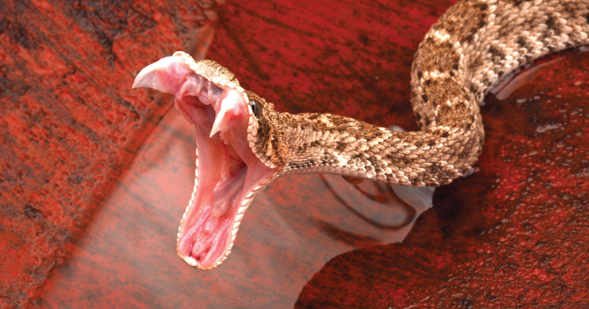 Can snakes die from their own venom?