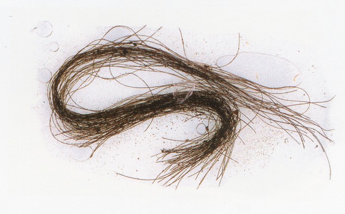 Hair analysis reveals ancient drug use