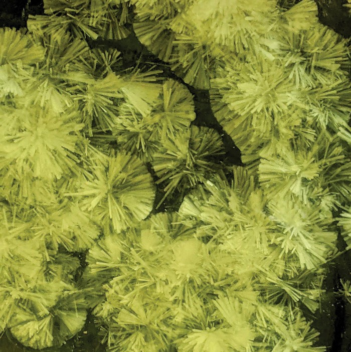 chemistry-in-pictures-crystal-dandelions
