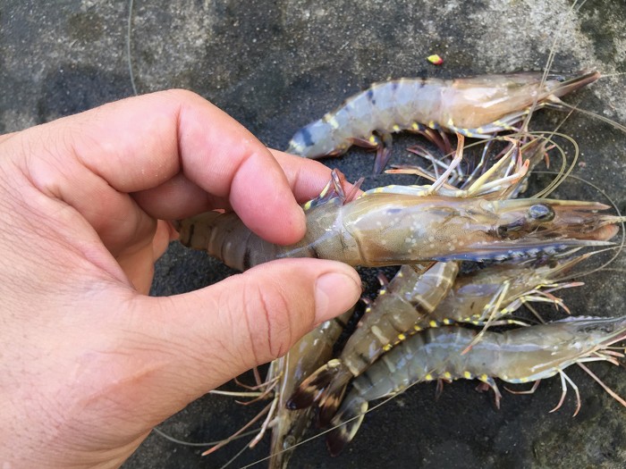 Microplastics make shrimp more vulnerable to deadly disease