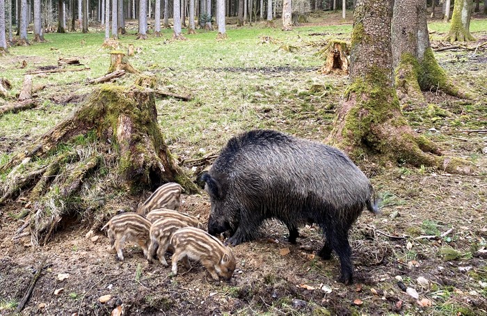 Fallout from nuclear weapons testing explains the 'wild boar