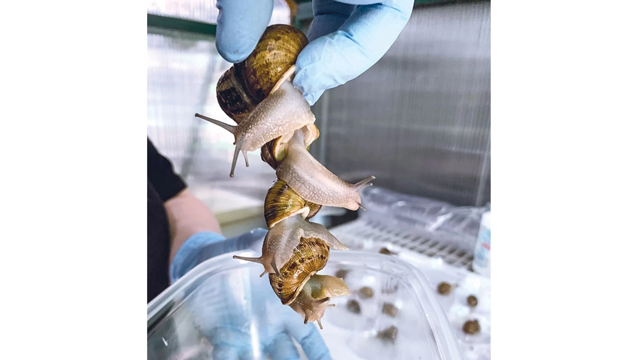 Researchers compare 3 kinds of snail mucus