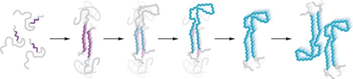 Estudio de amiloide muestra el camino de formación de los filamentos de tau
