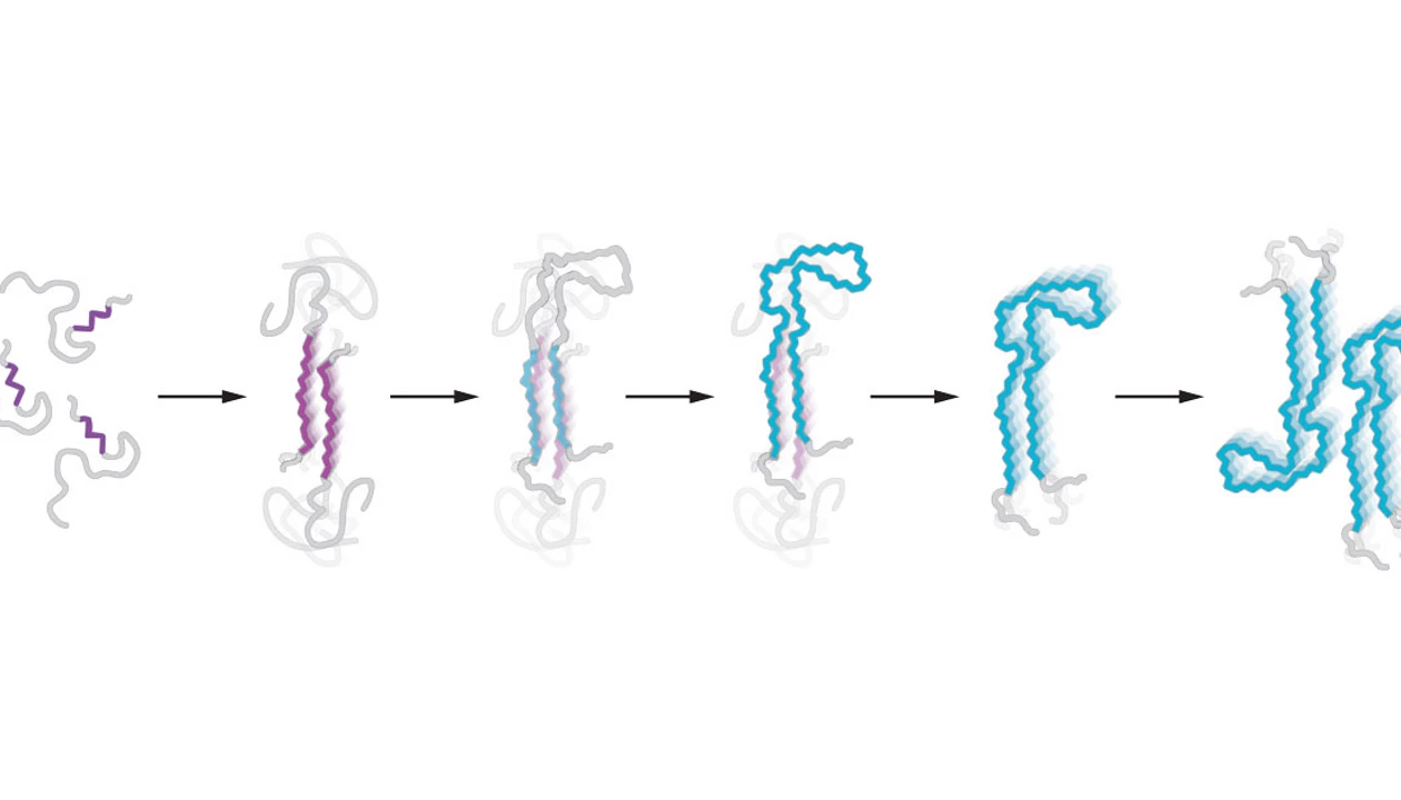 Amyloid study shows formation pathway of tau filaments