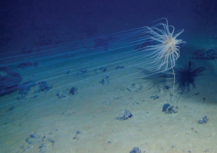 An organism with many white, whispy arms protruding from its center hovers above the ocean floor. It is attached to a dead sponge stalk on a nodule.