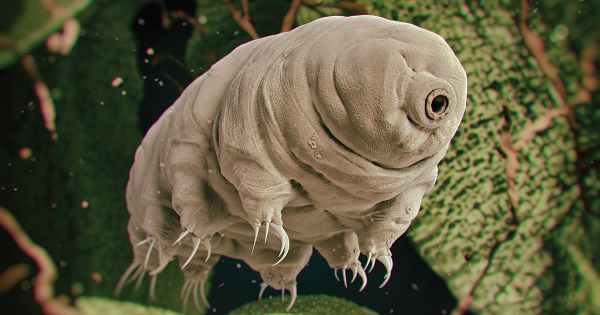 Tardigrade stress hot sale ball