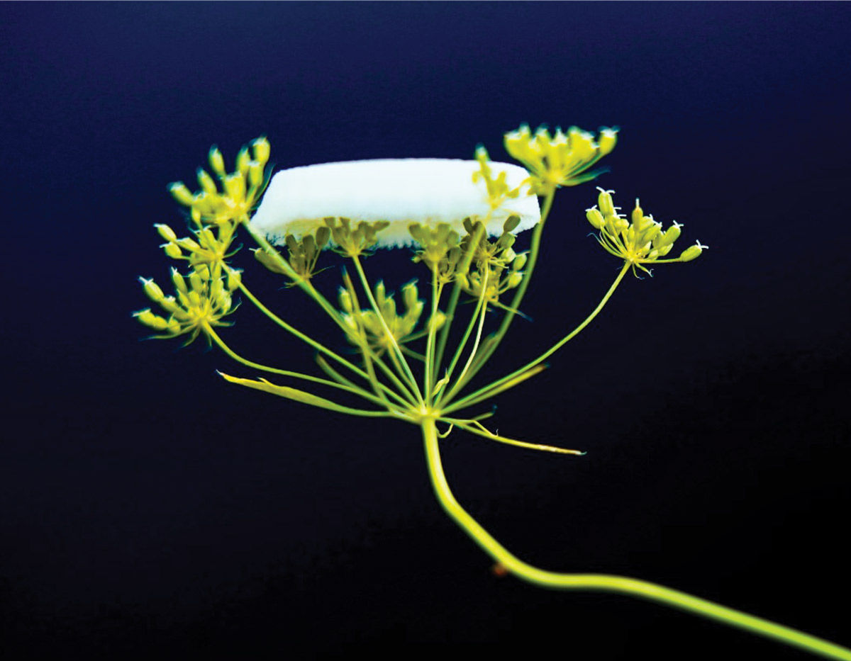 Close up image of a green-yellow flower, with a white object placed atop a few of the flower's petals.