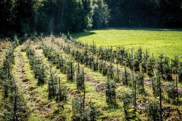 A row of small trees planted in an area set aside for reforestation.