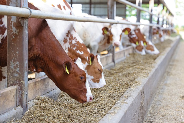 DSM-Firmenich to separate its animal nutrition business